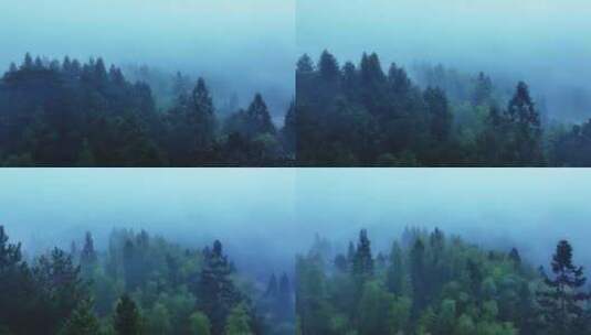 飞越云雾缭绕的森林高清在线视频素材下载