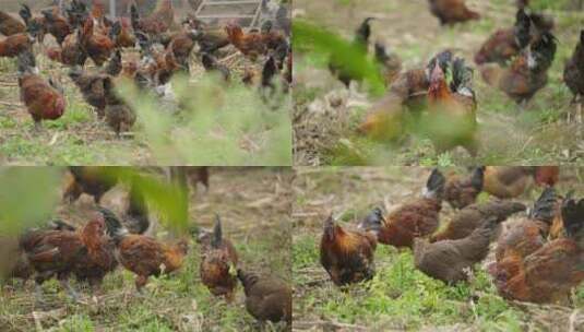 生态鸡养殖场高清在线视频素材下载