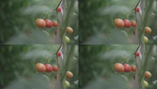 摘番茄高清在线视频素材下载