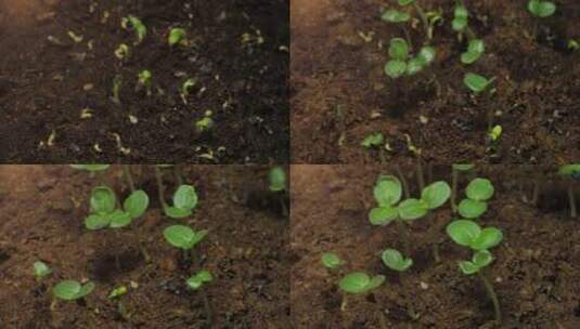 发芽种子破土而出生命力春天立春素材高清在线视频素材下载