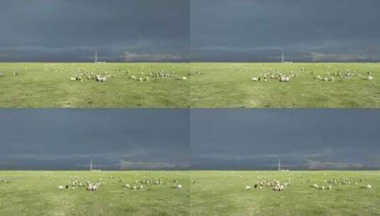 呼伦贝尔草原风光羊群1081高清在线视频素材下载