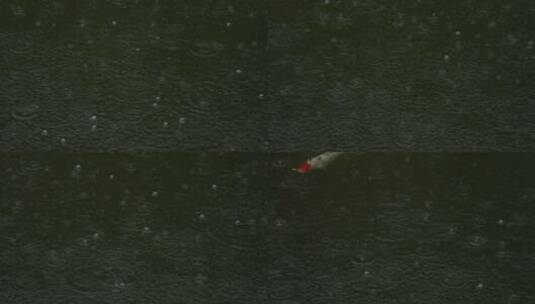 雨中畅游的锦鲤实拍高清在线视频素材下载