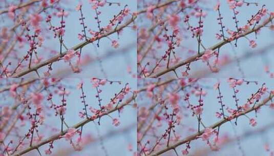 晴朗天气下西溪湿地盛开的梅花树与蜜蜂高清在线视频素材下载