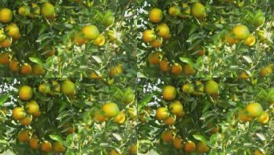 向左摇摄果园里橙树上挂着的累累果实高清在线视频素材下载