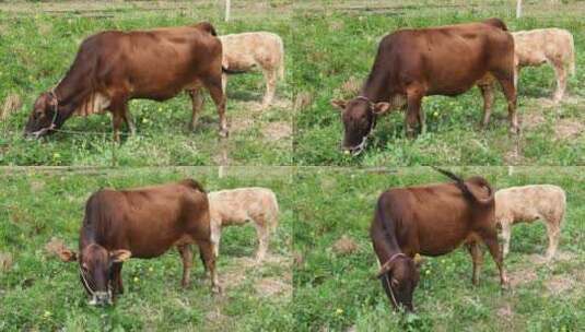 放牛养牛吃草实拍高清在线视频素材下载