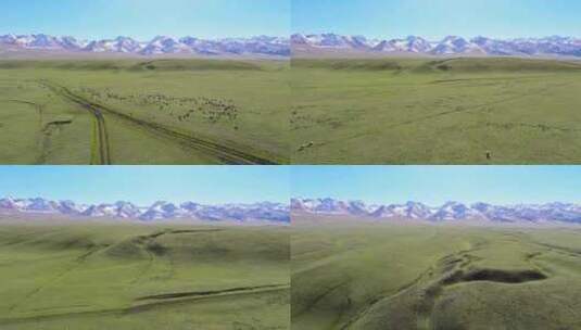 新疆伊犁那拉提空中草原的羊群高清在线视频素材下载