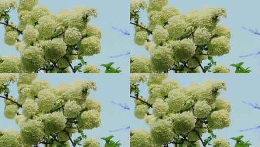 春天的园林绿化植物绣球树实拍片段高清在线视频素材下载