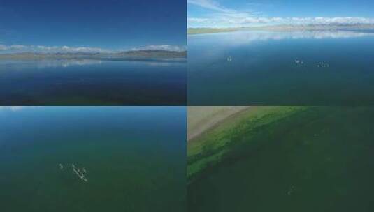 西藏湖泊水鸟高清在线视频素材下载