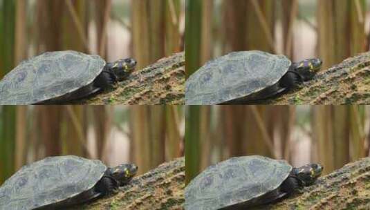 黄斑河龟，黑足龙，在水下晒太阳，用眼睛睡高清在线视频素材下载