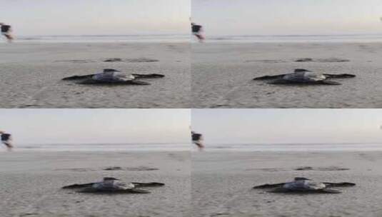 贝里东岛海滩上爬行的小圆头海龟高清在线视频素材下载