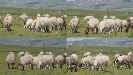草原上吃草的绵羊群高清在线视频素材下载