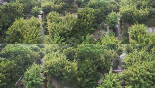 竹子竹林航拍空镜地面镜头高清在线视频素材下载