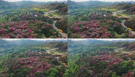 贵州毕节百里杜鹃景区航拍高清在线视频素材下载