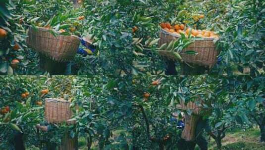 乡村振兴新鲜橙子采摘大丰收高清在线视频素材下载