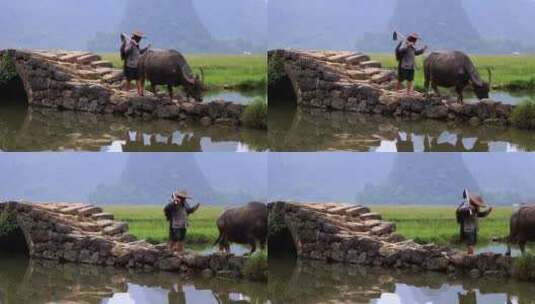 【有肖像权】桂林状元桥老汉牵牛8K实拍高清在线视频素材下载