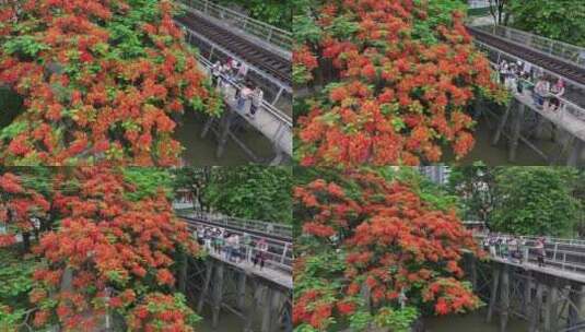 中国广东省广州市荔湾区花地河凤凰花高清在线视频素材下载