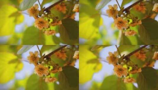 猕猴桃花开高清在线视频素材下载