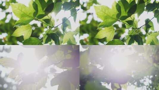 阳光透过树叶绿叶枫叶高清在线视频素材下载