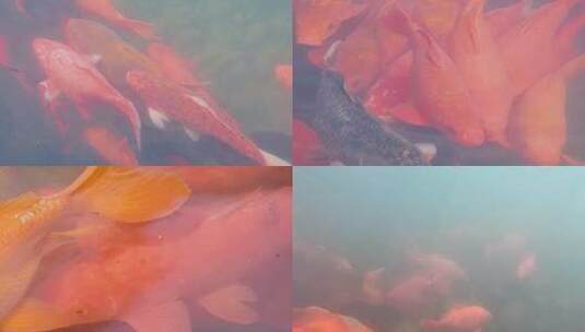 锦鲤之美，水下鱼群，水面鱼群，游动特写高清在线视频素材下载