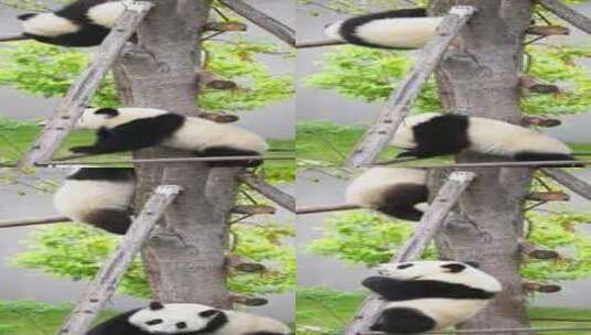 两只可爱大熊猫小崽宝宝爬树玩耍嬉戏高清在线视频素材下载