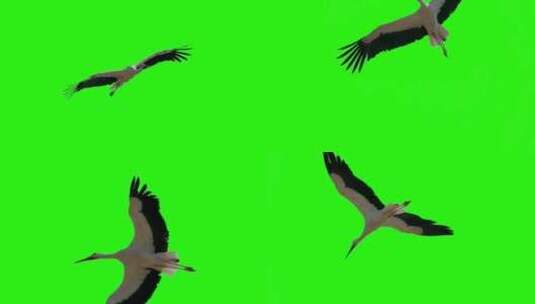 绿幕飞翔的仙鹤高清在线视频素材下载
