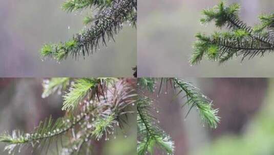 （合集）下雨天松树树叶特写唯美意境高清在线视频素材下载