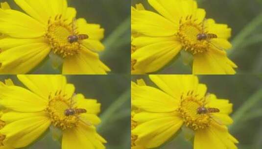 户外野花 山野 野菊花 花海高清在线视频素材下载