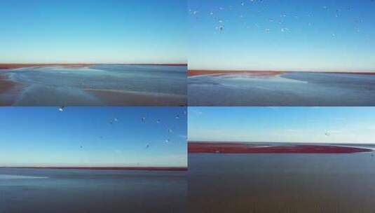 航拍大海 锦州红海滩海鸥 海 渤海湾高清在线视频素材下载