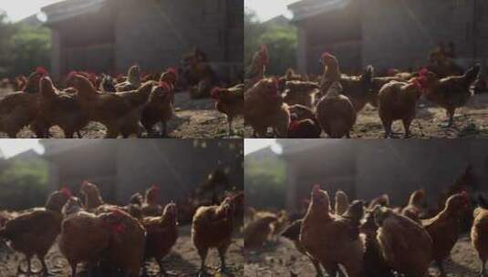鸡 公鸡母鸡 农村土鸡蛋 溜达鸡散养笨鸡高清在线视频素材下载