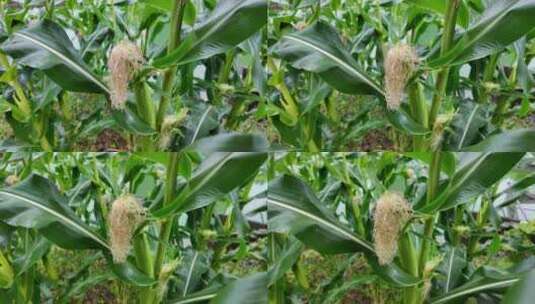 玉米种植杂粮农业穗玉米地实拍高清在线视频素材下载