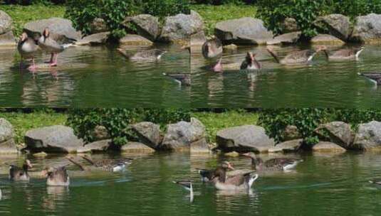 池塘边的鸭子嬉戏高清在线视频素材下载