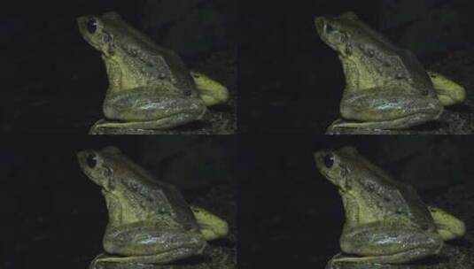 8K超清野生动物蛙类海南臭蛙雌性高清在线视频素材下载