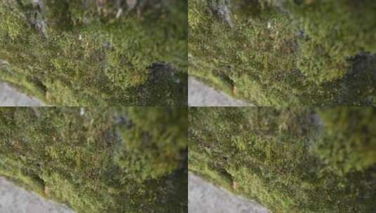 苔藓青苔背阴喜阴植物高清在线视频素材下载