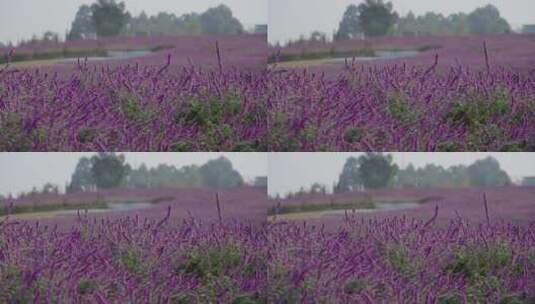 紫色薰衣草花海中的特色建筑高清在线视频素材下载