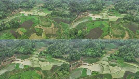 航拍贵州遵义湄潭山野田间夏季茶园风景高清在线视频素材下载