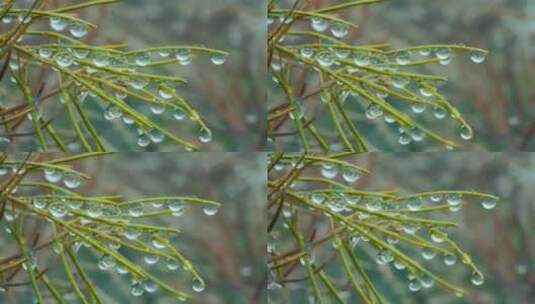 雨后松针上的雨滴特写高清在线视频素材下载