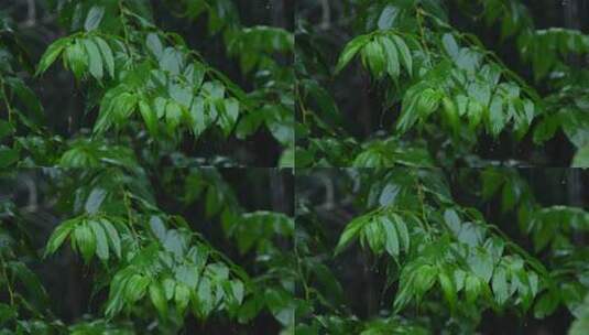 在雨季，印度东部在雨季会下大雨。高清在线视频素材下载