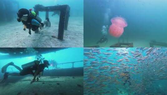 沙丁鱼风暴 普吉岛潜水 海底世界高清在线视频素材下载