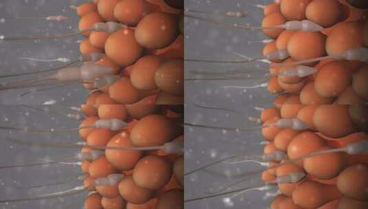 卵子周围的精子高清在线视频素材下载