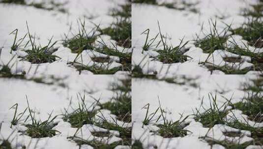 冬天小麦植物与雪覆盖农民的田地的电影镜头高清在线视频素材下载