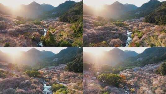 航拍福州永泰青梅花（葛岭万石村）21高清在线视频素材下载