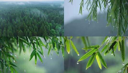 合集-雨水 惊蛰 谷雨 下雨意境高清在线视频素材下载