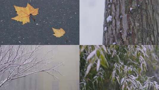 树干上的积雪高清在线视频素材下载