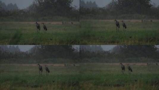 冬天倾盆大雨中，两只鸟站在田野里高清在线视频素材下载