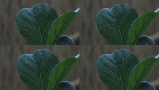 雨水落在绿色植物的叶子上高清在线视频素材下载