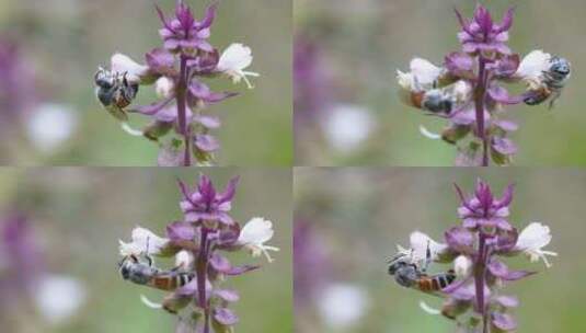 蜜蜂采蜜特写高清在线视频素材下载