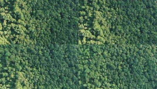 无人机拍摄的茂密森林高清在线视频素材下载