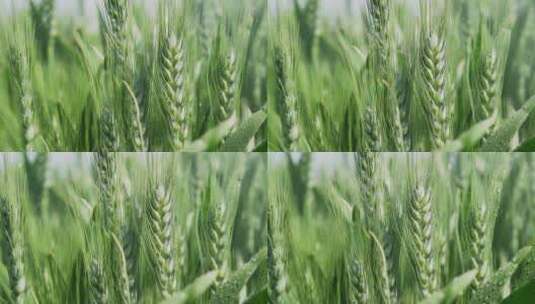 小麦灌浆期叶面喷肥高清在线视频素材下载