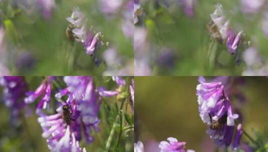 蜜蜂采蜜  绿化 唯美画面  原素材高清在线视频素材下载