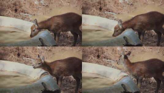动物园梅花鹿视频小梅花鹿喝水高清在线视频素材下载
